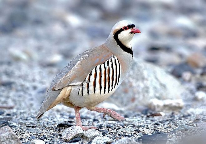 Chukar - ML379416871