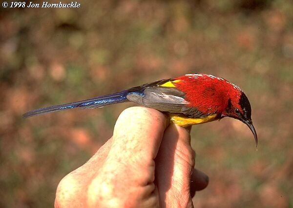 Mrs. Gould's Sunbird (Yellow-breasted) - ML379417121