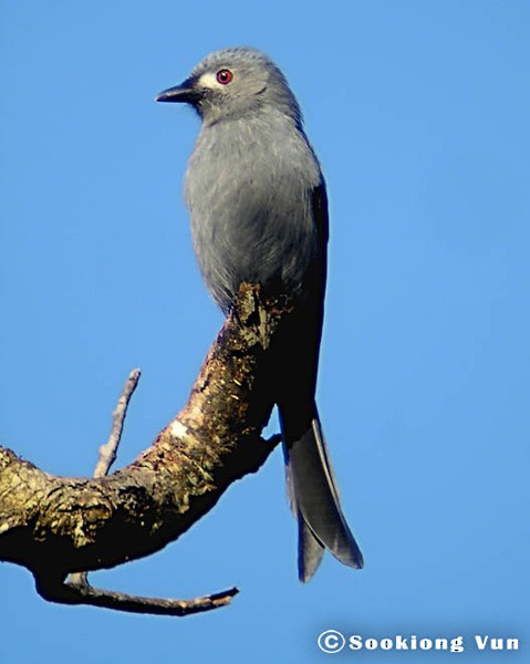 Ashy Drongo (Bornean) - ML379417631
