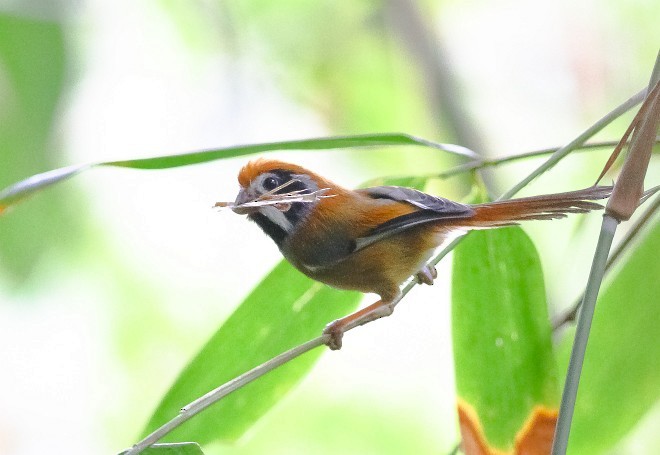 Black-throated Parrotbill (Black-eared) - Le Manh Hung