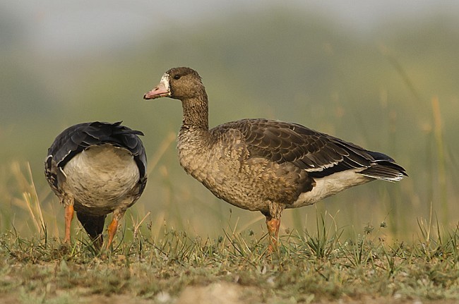 Greater White-fronted Goose - ML379418141