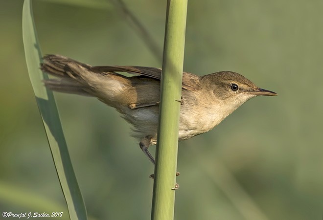 Blyth's Reed Warbler - ML379418341