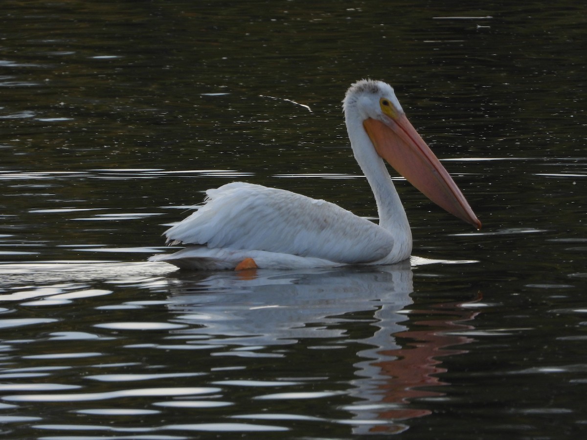 American White Pelican - ML379418811