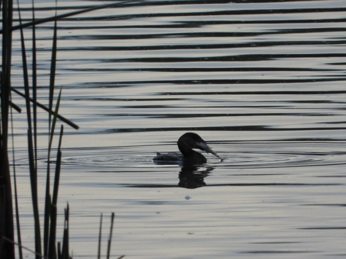 Pied-billed Grebe - ML379418961