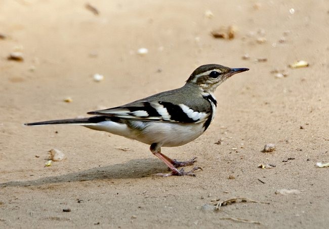 Forest Wagtail - Sarita Subramaniam