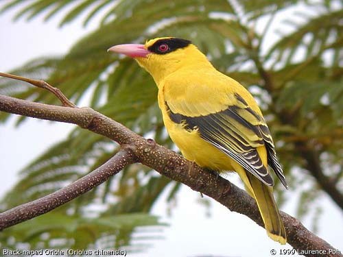 Black-naped Oriole - ML379419711