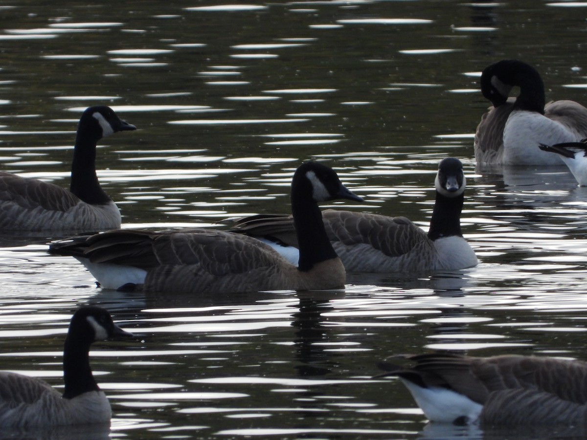 Canada Goose - ML379419721