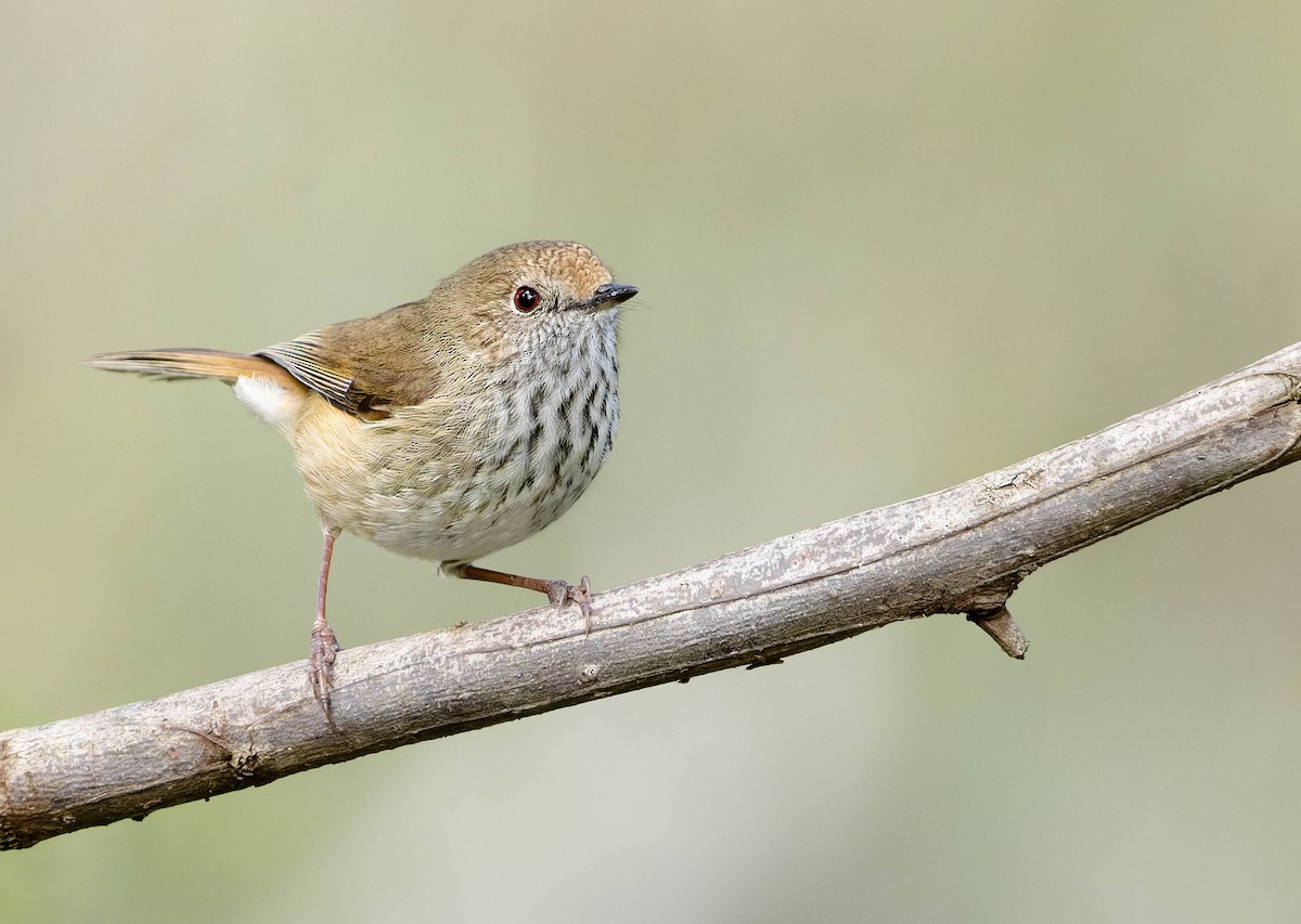 Brown Thornbill - ML379420771