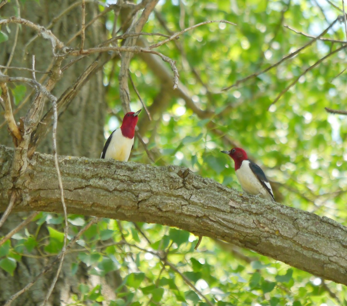 Red-headed Woodpecker - ML379421221