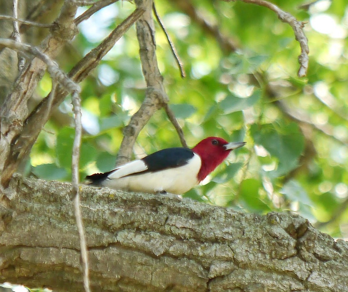 Red-headed Woodpecker - ML379421241
