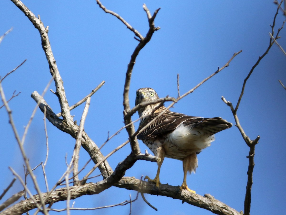 Eurasian Goshawk - Shisheng Ma