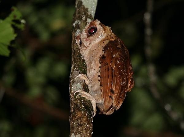 Oriental Bay-Owl - ML379421871