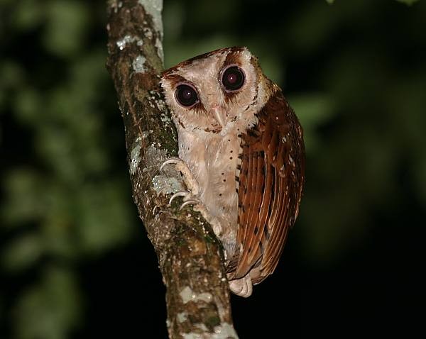 Oriental Bay-Owl - ML379421891