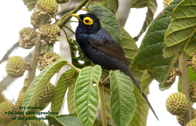 Apo Myna - ML379422531