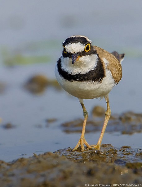 Little Ringed Plover - ML379422841