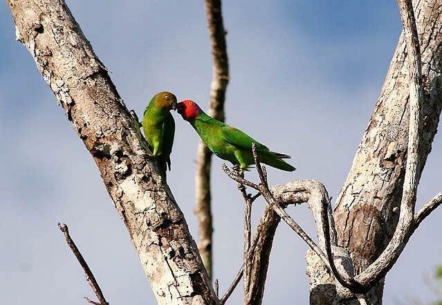 Red-cheeked Parrot - ML379422911
