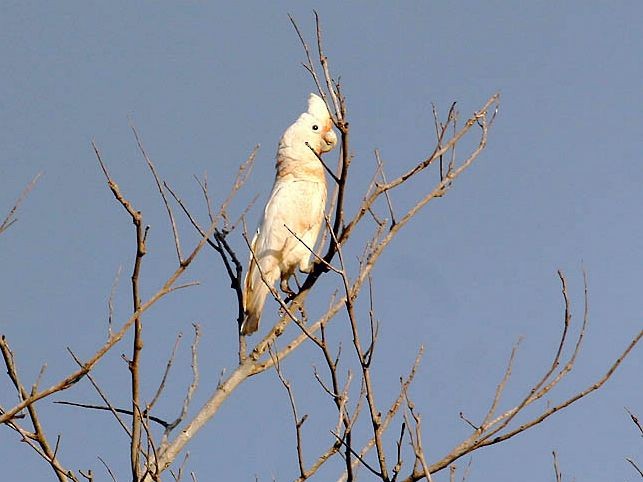 Tanimbar Corella - ML379422921