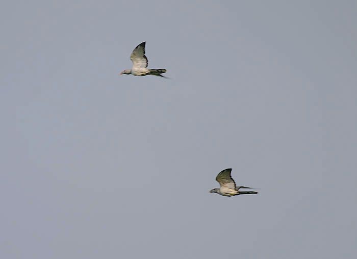 Channel-billed Cuckoo - ML379423051