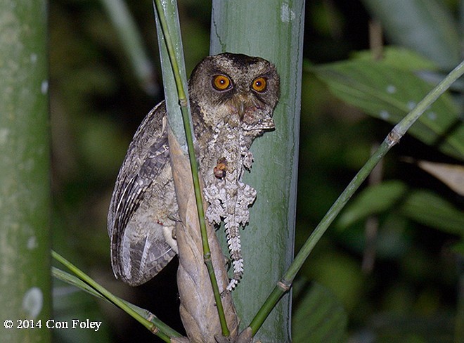エベレットコノハズク - ML379423241