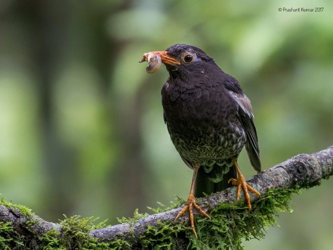 Gray-winged Blackbird - ML379423281