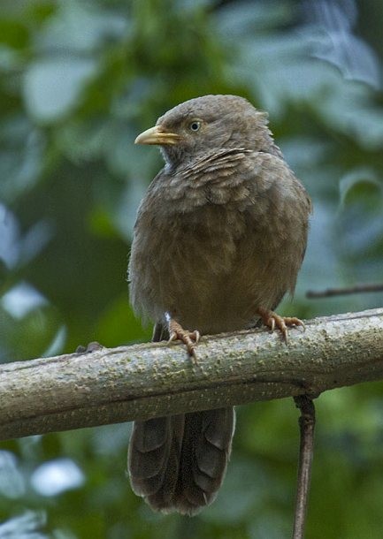 Yellow-billed Babbler - ML379423311