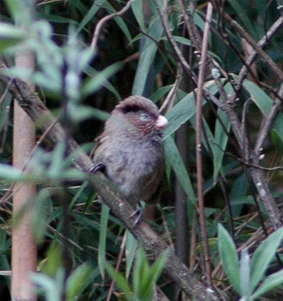 Brown Parrotbill - ML379423381