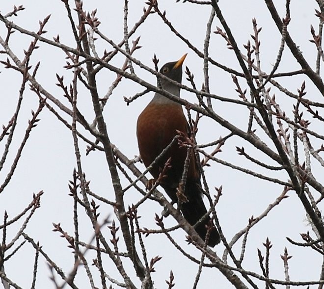 Chestnut Thrush - ML379423491