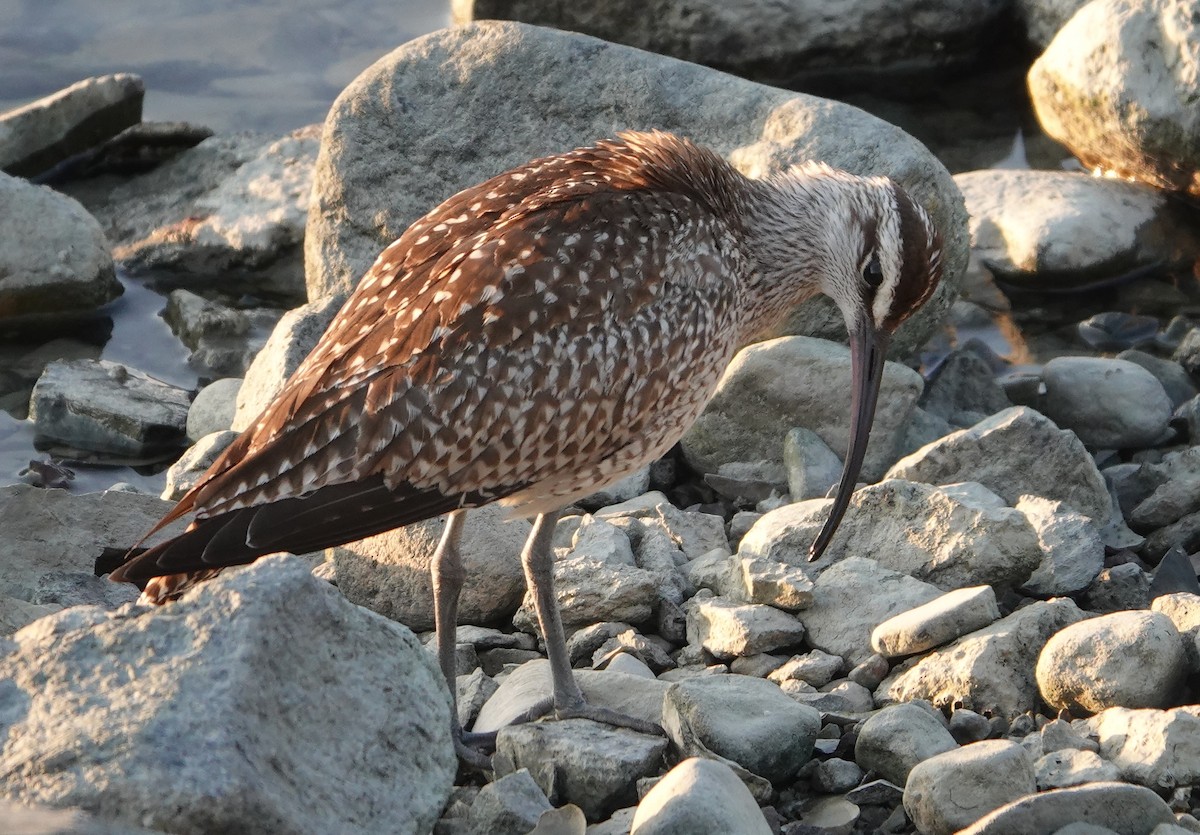 Whimbrel - Paul  McPartland