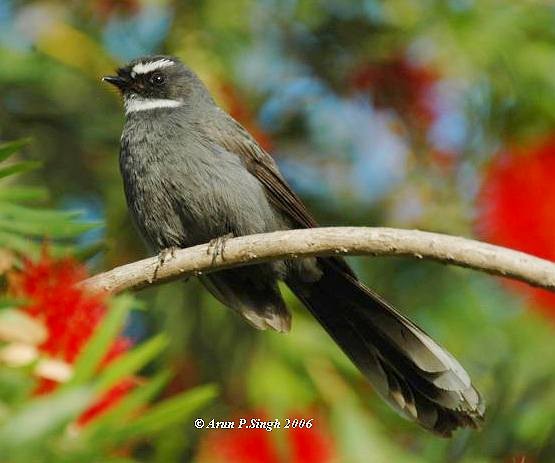 White-throated Fantail - ML379423911