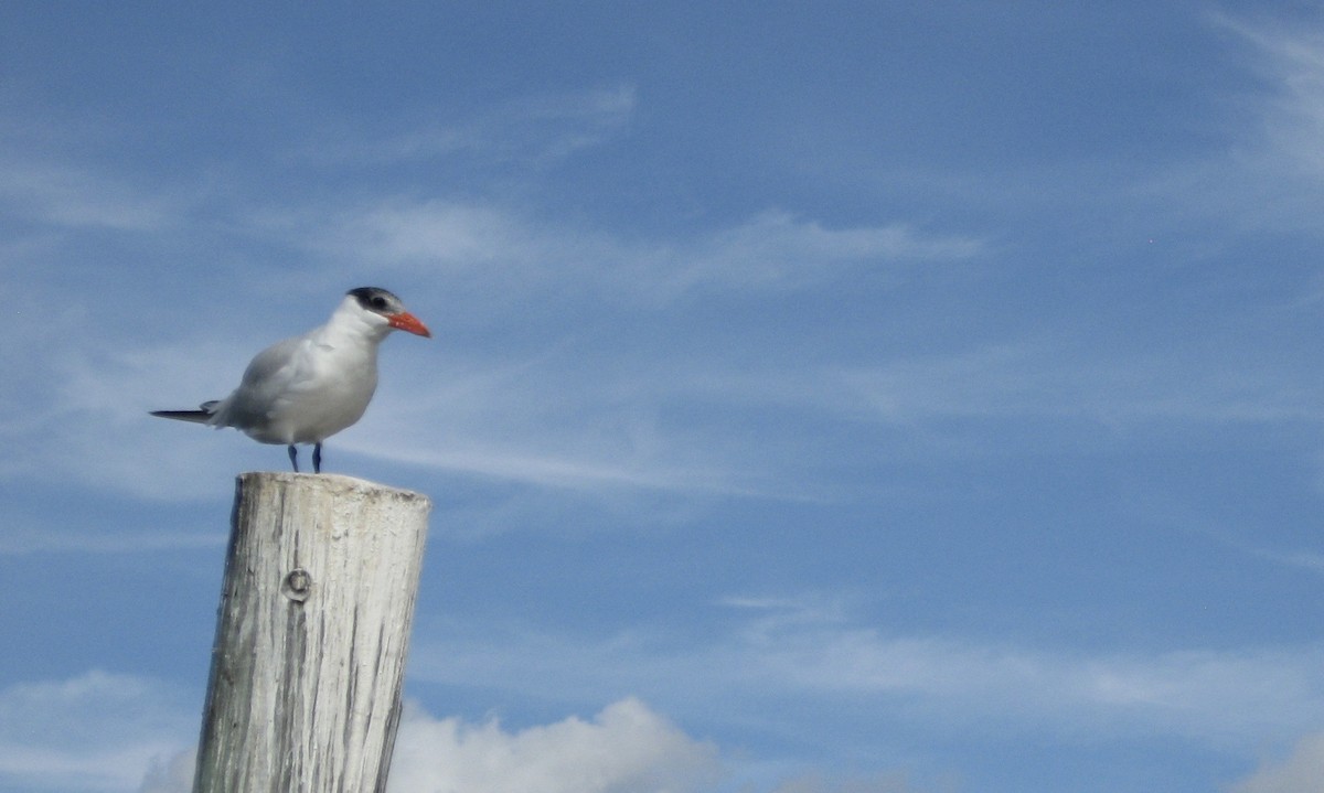 Caspian Tern - ML379424151