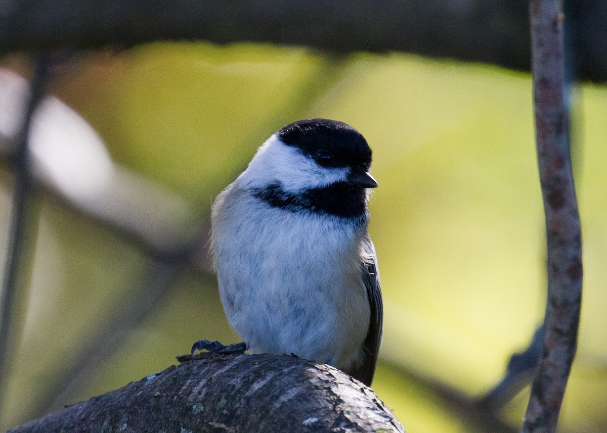 Black-capped Chickadee - ML379424681