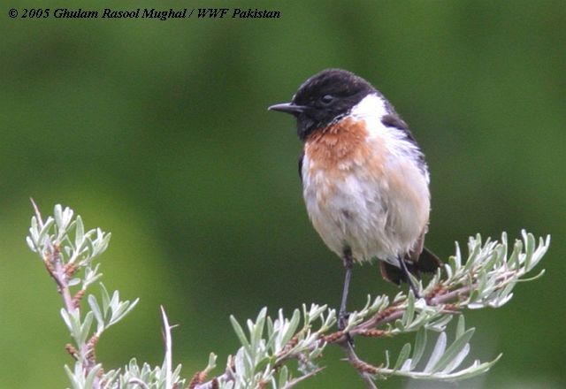 Siberian Stonechat (Siberian) - ML379424991