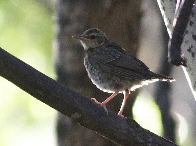 Gray-sided Thrush - ML379425301