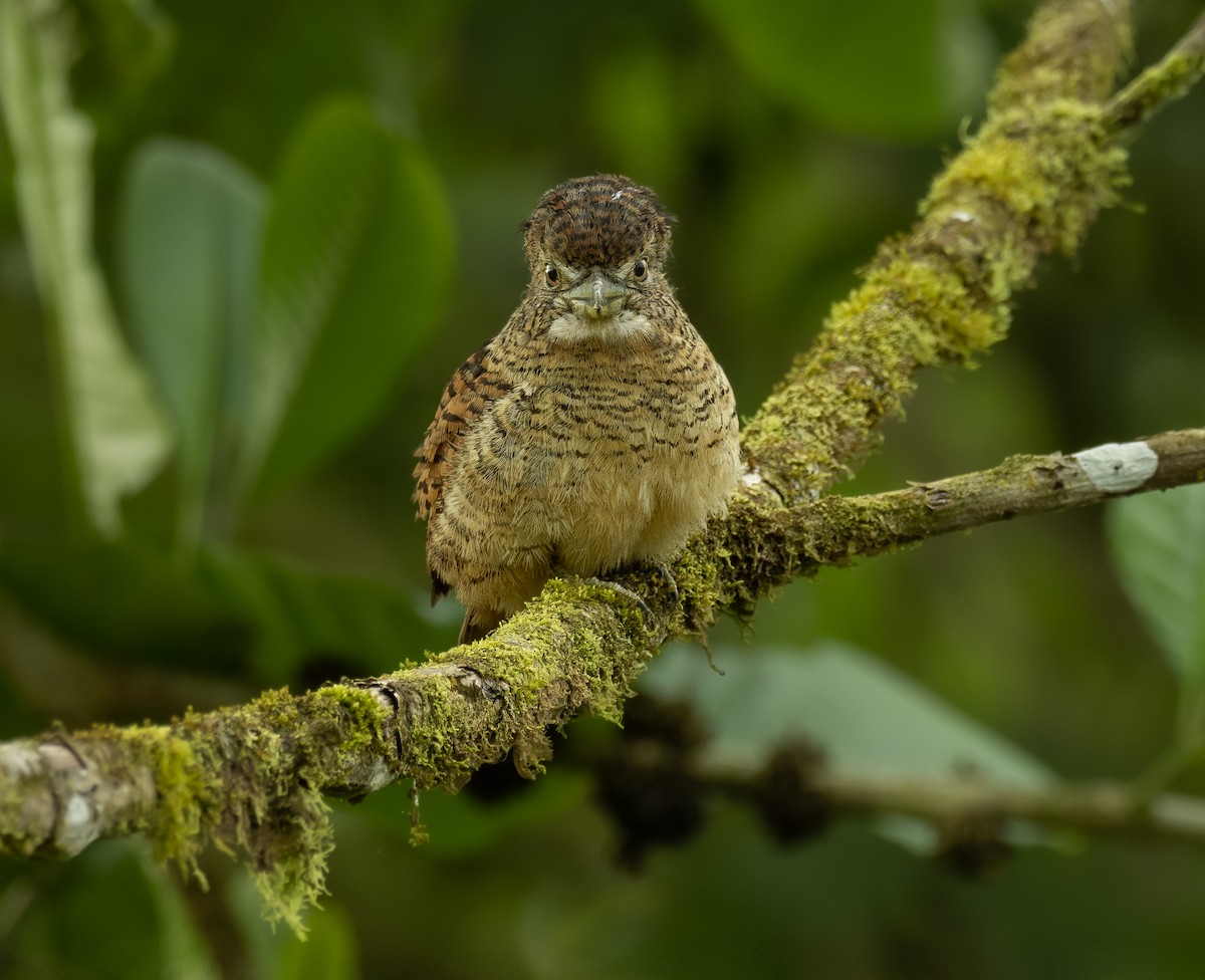 Barred Puffbird - ML379425651