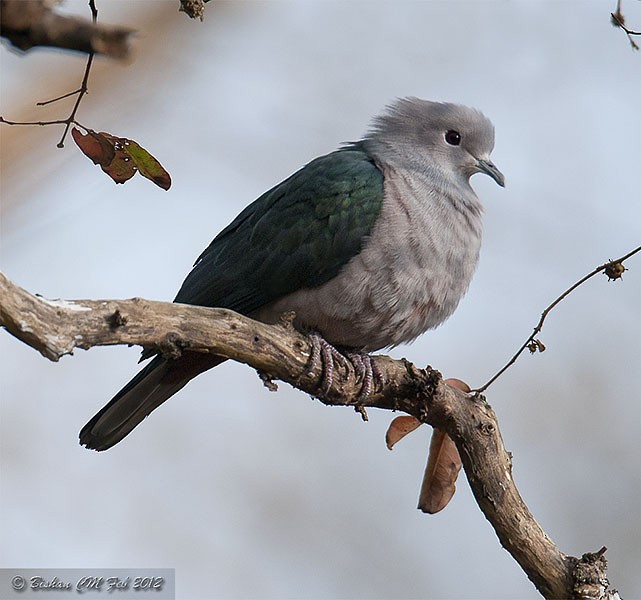 Green Imperial-Pigeon (Green) - ML379426141
