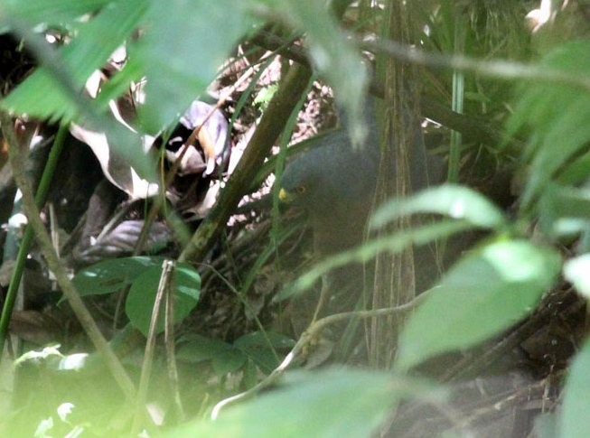 Moluccan Goshawk - ML379426911
