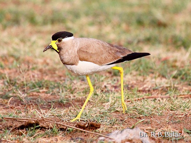 Yellow-wattled Lapwing - Dr. Raghavji Balar