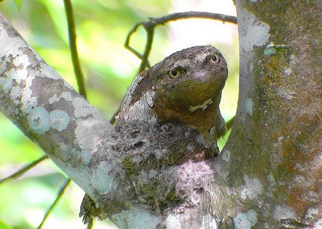 Sri Lanka Frogmouth - ML379427241