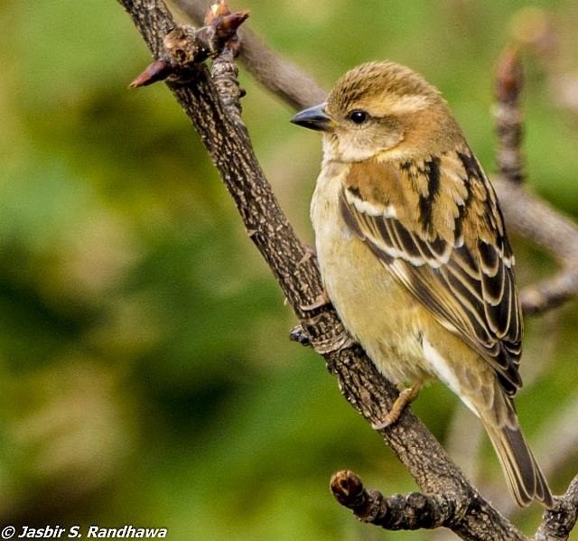 Russet Sparrow - ML379427281