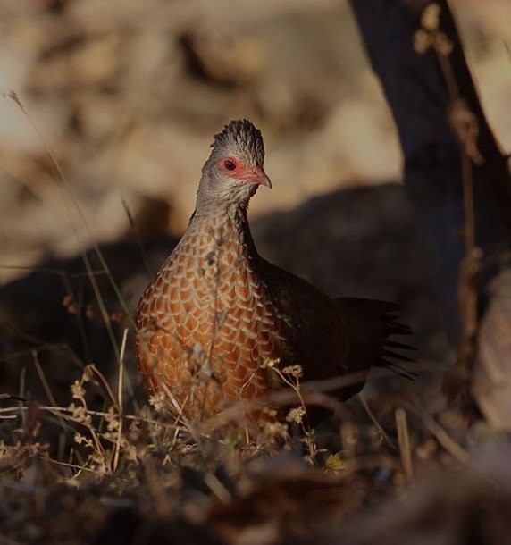 Red Spurfowl - ML379427421