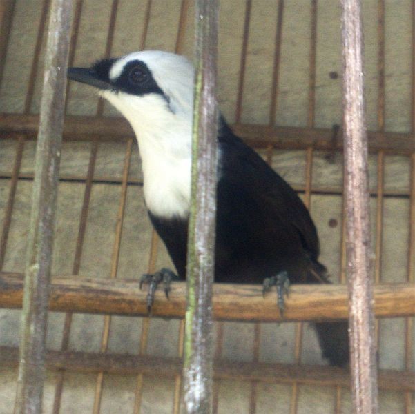 Sumatran Laughingthrush - ML379427431