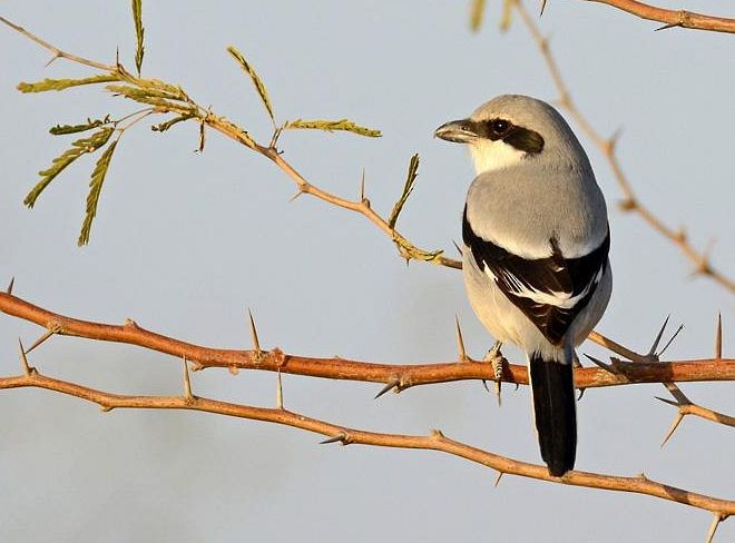 Great Gray Shrike - ML379427781