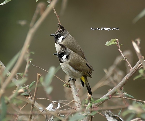 Himalayan Bulbul - ML379428231