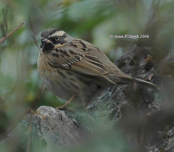Black-throated Accentor - ML379428251