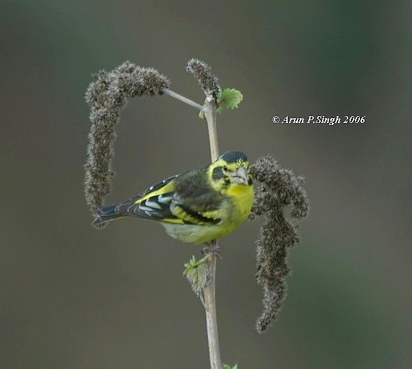 Yellow-breasted Greenfinch - ML379428261