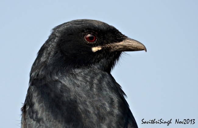 Black Drongo - ML379428551