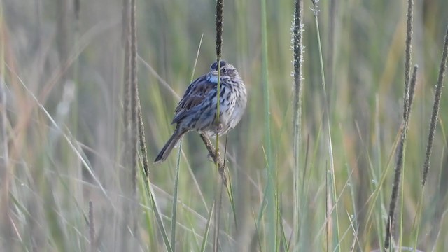 Sierra Madre Sparrow - ML379428691