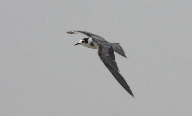 Black Tern - ML379430261