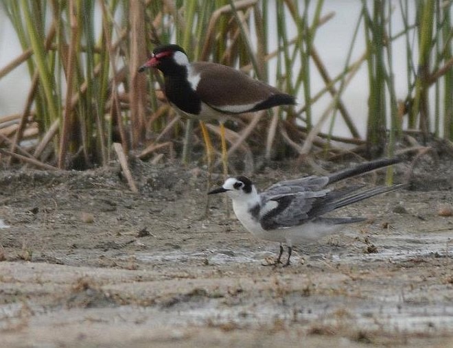 Хилэн хараалай - ML379430281