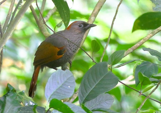 Golden-winged Laughingthrush - Le Manh Hung